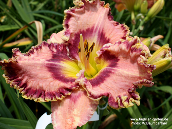 catalog/images/startseite/Much Ado About Magic.jpg